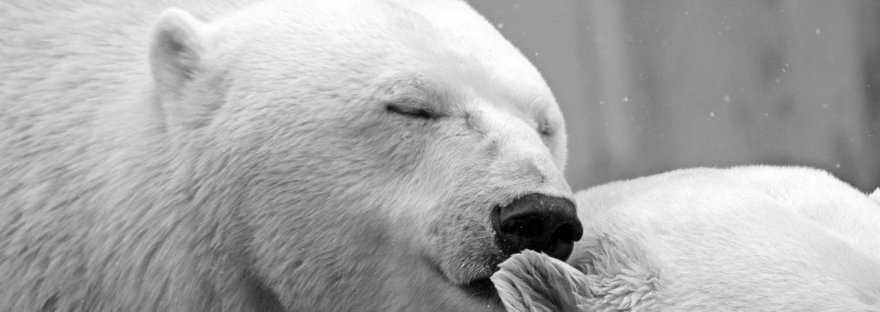 This is an image showing unconditional love in a blog post on love by Haripriya Suraj in the blog When Spirit Meets Science