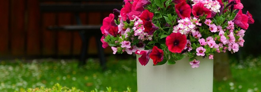 This image shows flowers in a garden in a blog post by Haripriya Suraj, Reiki Master in her blog 'When Spirit Meets Science.'